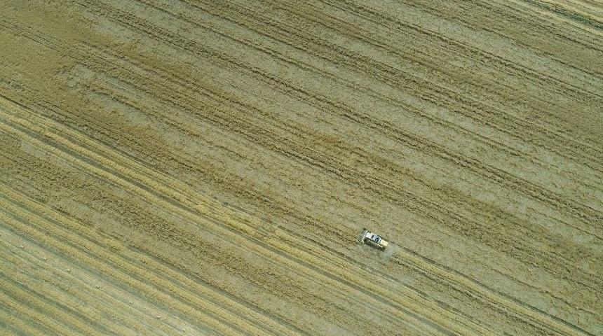 &Ccedil;ukurova&rsquo;da Buğday Bereketi