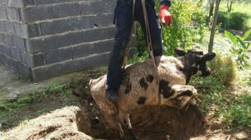 Foseptik &Ccedil;ukuruna D&uuml;şen &Ouml;k&uuml;z&uuml; Cankur Kurtardı