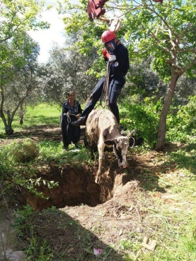 Foseptik Çukuruna Düşen Öküzü Cankur Kurtardı