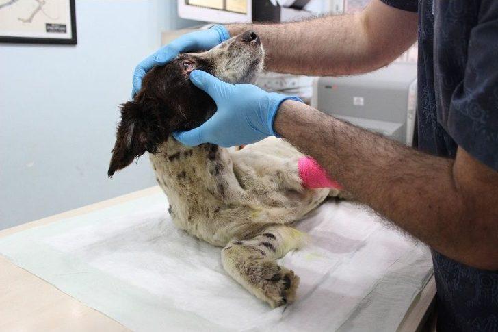 ( Özel) İşkence Edilerek Bacakları Kesilen "sızı" Köpek Yaşama Tutundu G1