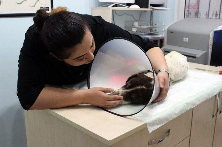 ( Özel) İşkence Edilerek Bacakları Kesilen "sızı" Köpek Yaşama Tutundu G2