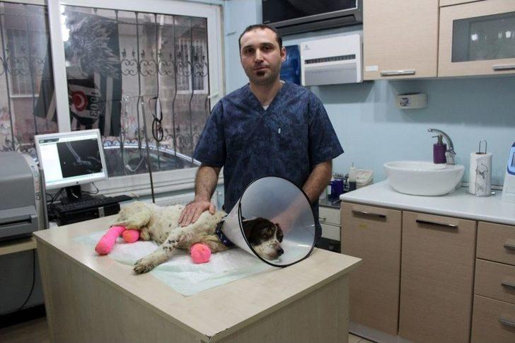 ( Özel) İşkence Edilerek Bacakları Kesilen "sızı" Köpek Yaşama Tutundu G3