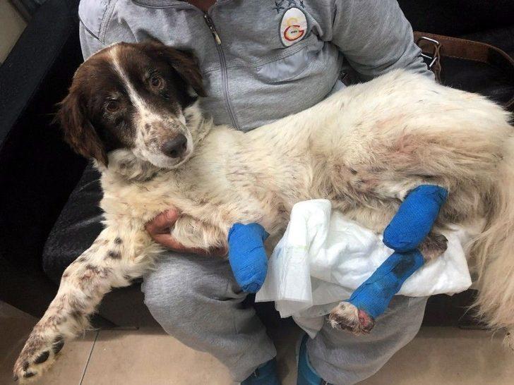 ( Özel) İşkence Edilerek Bacakları Kesilen "sızı" Köpek Yaşama Tutundu G4