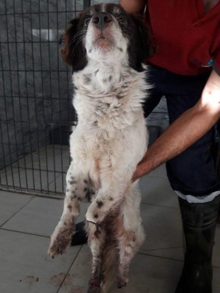 ( Özel) İşkence Edilerek Bacakları Kesilen "sızı" Köpek Yaşama Tutundu G5