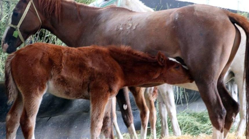 Geleceğin Şampiyonları Sultansuyunda Yetişiyor