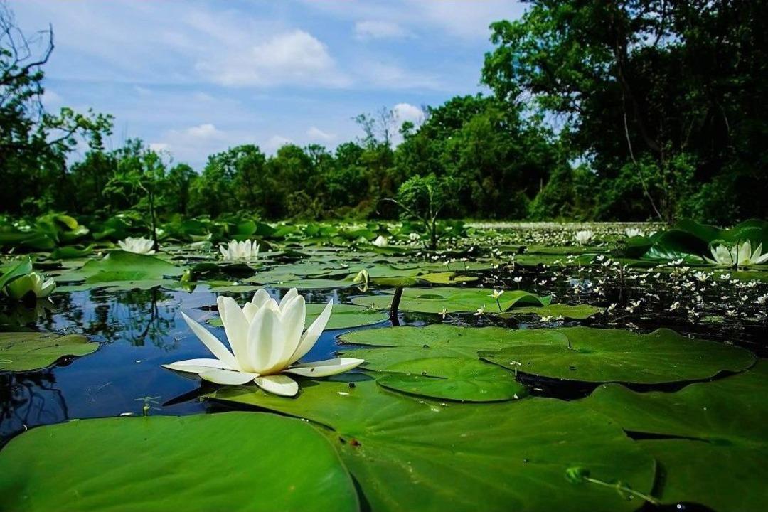 T&uuml;rkiye&rsquo;nin En B&uuml;y&uuml;k Longoz&rsquo;u Ziyaret&ccedil;ilerini Bekliyor