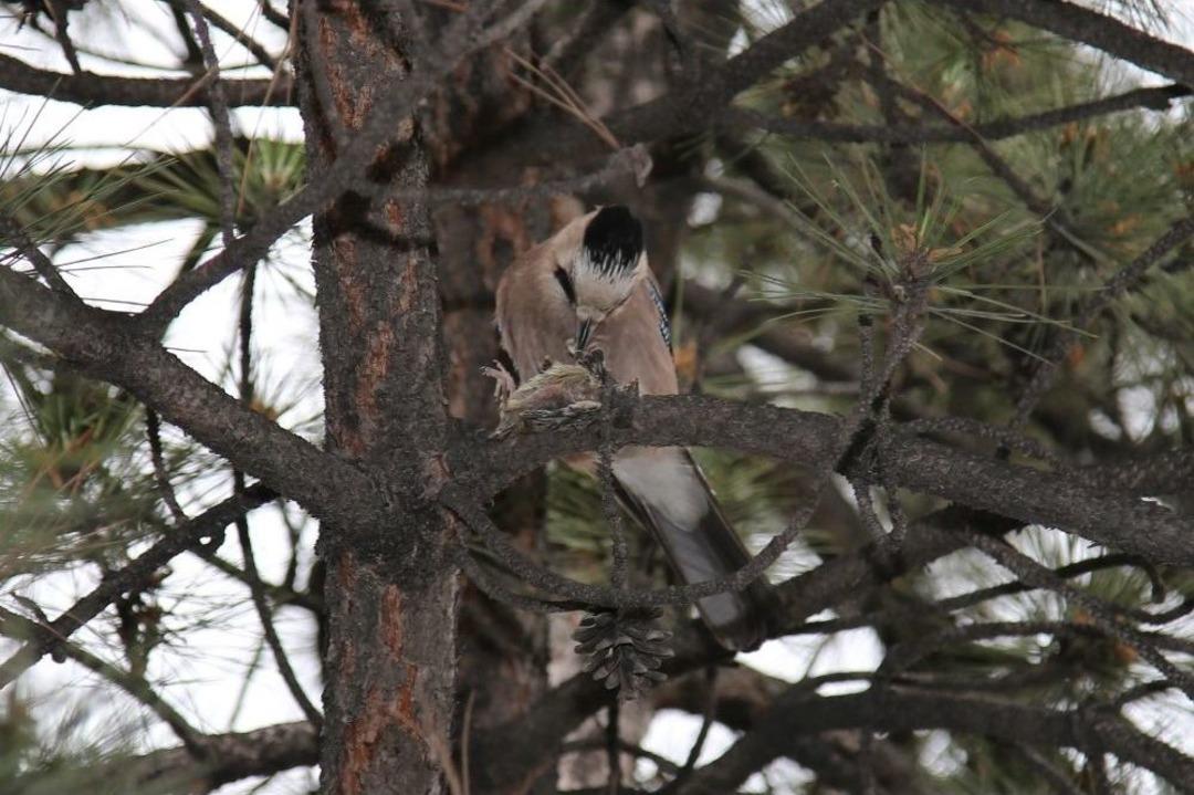 Alakarganın B&uuml;lb&uuml;l Avı G&ouml;r&uuml;nt&uuml;lendi