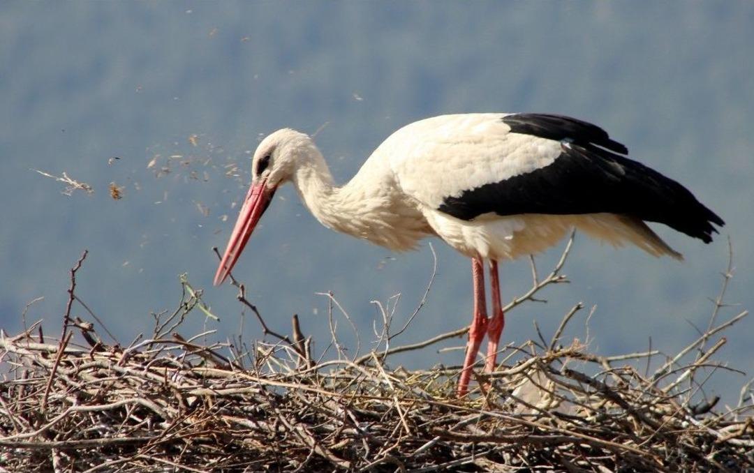 Muğla&rsquo;da Leyleklerin Yuva Telaşı