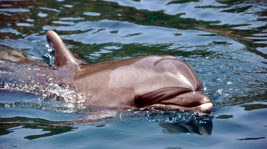 Marmaris&rsquo;te Yunus G&ouml;r&uuml;ld&uuml;