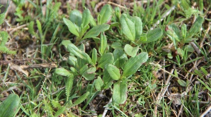 Tek Tek Elleriyle Topluyorlar