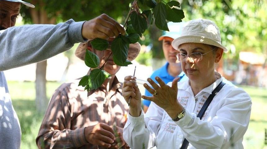 Mersin’de Doğayı Uğur Böcekleri Koruyacak