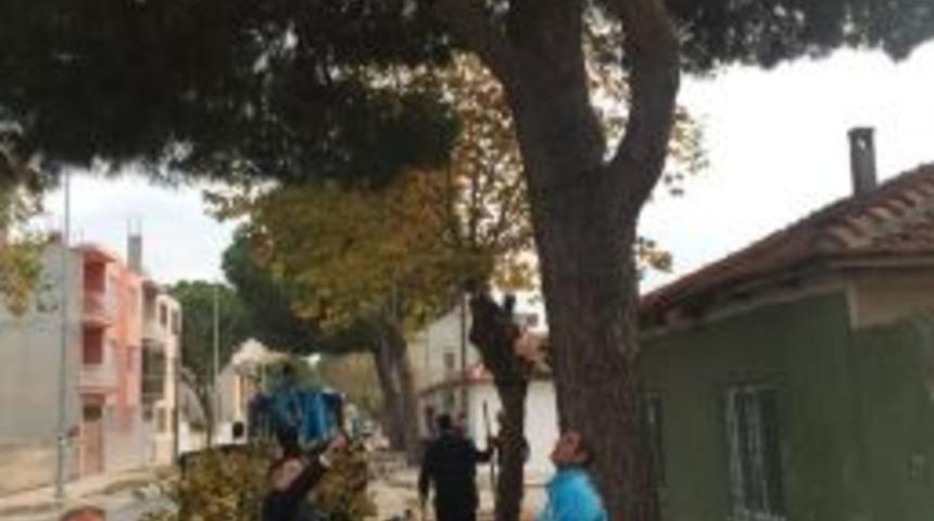 Saruhanlı&rsquo;da Ağa&ccedil;lara Kışlık Bakım