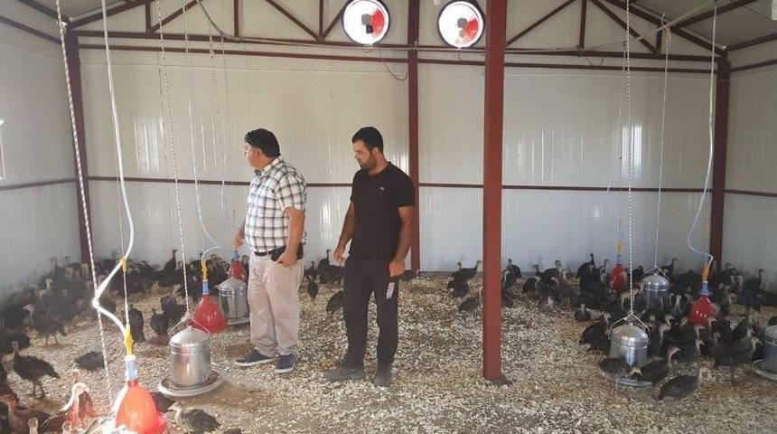 Kulp&rsquo;ta Hindi &Ccedil;iftliği Kuruldu