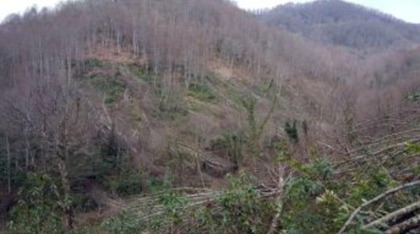 Jandarma Ormanı Talan Edenlerin Peşinde