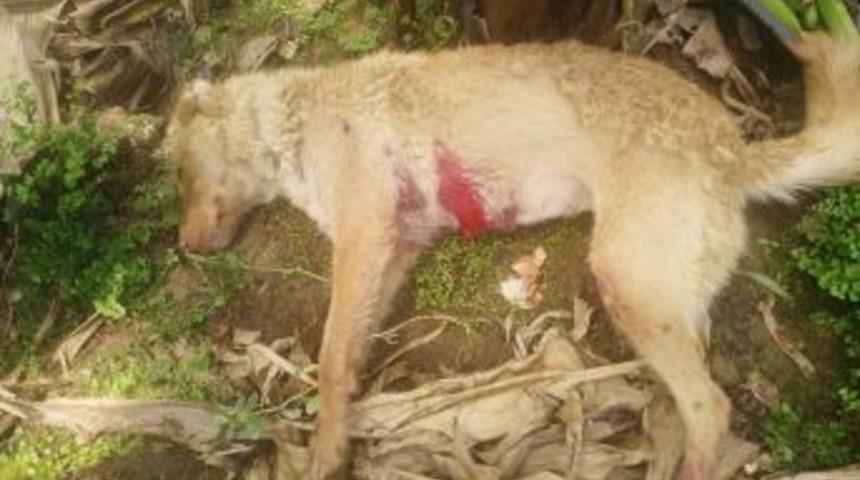 Mersin&rsquo;de Seraya Giren K&ouml;pek Bek&ccedil;i Tarafından Vuruldu