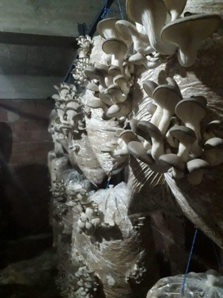 Merakla Başladığı Üretim, Aile Ekonomisine Katkı Sağlıyor G1