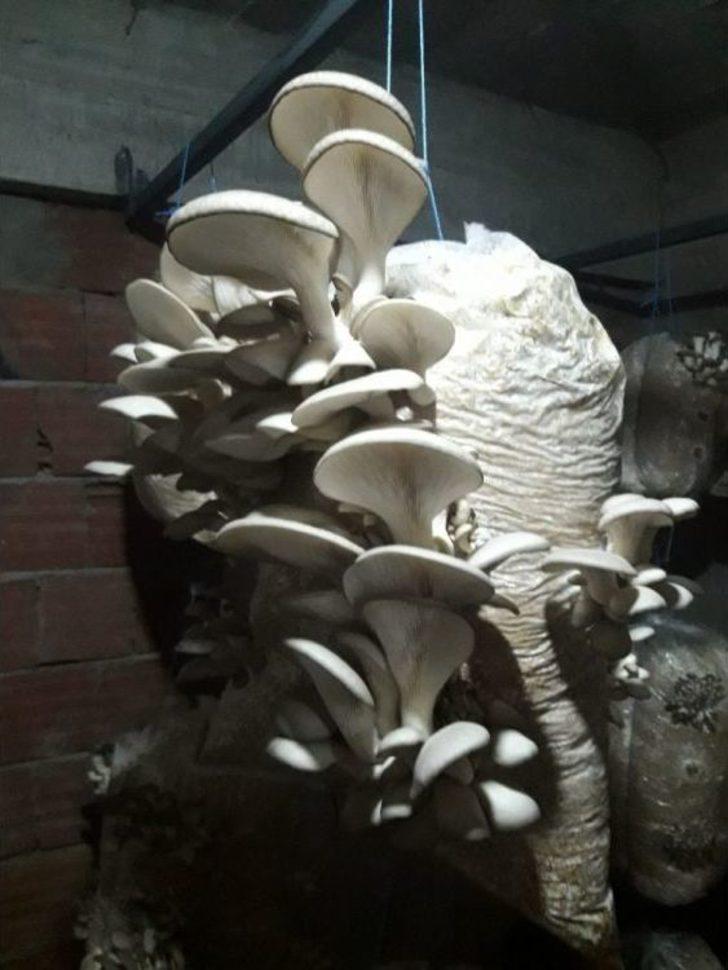 Merakla Başladığı Üretim, Aile Ekonomisine Katkı Sağlıyor G2