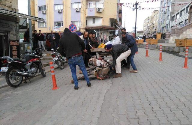 Atı Bayılınca Gazetecilere Saldırdı