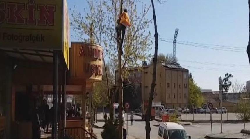 Metrelerce Y&uuml;kseklikte Tehlikeli Budama Y&uuml;rekleri Ağza Getirdi