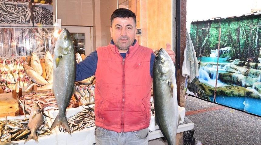 Kofanalar Balık Tezgahlarını S&uuml;sledi