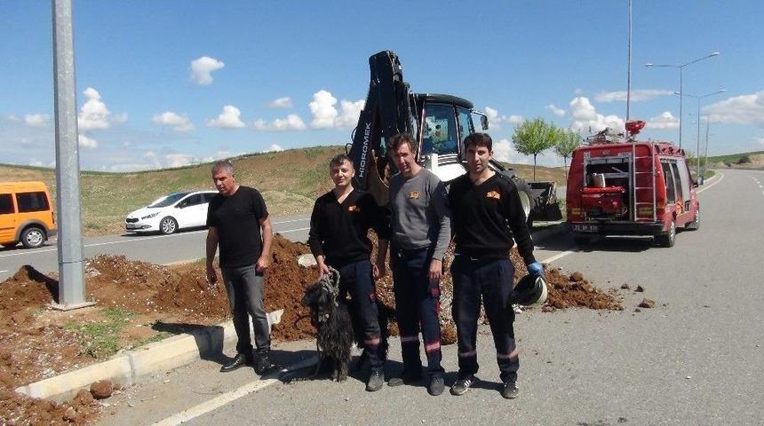 Su Kanalına D&uuml;şen Ke&ccedil;i Uzun Uğraşlar Sonucu Kurtarıldı