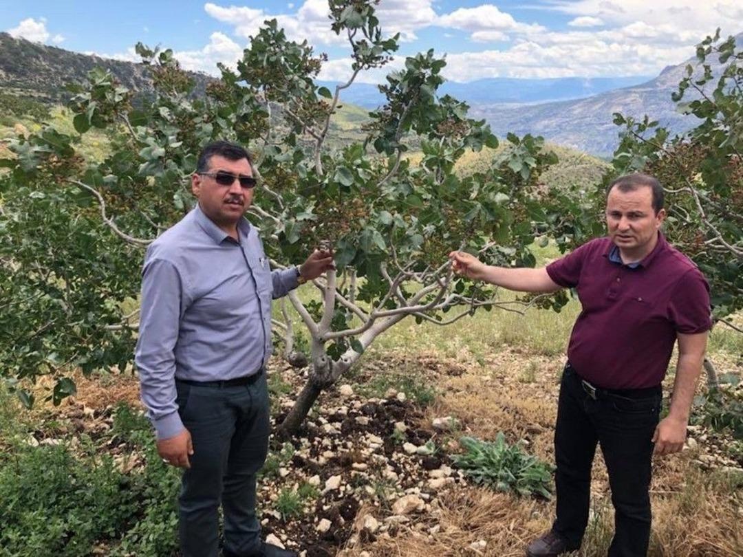 Mut&rsquo;ta Dolu Yağışı 15 Bin Dekar Alanda &Uuml;r&uuml;nlere Zarar Verdi