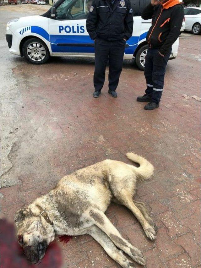 Bekçi Av Tüfeğiyle Köpeği Öldürdü