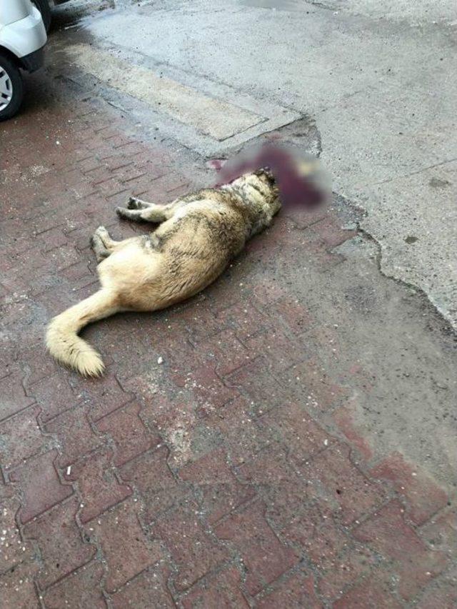 Bekçi Av Tüfeğiyle Köpeği Öldürdü