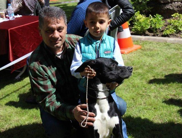 Köpekler Damızlık Olabilmek Ve Güzelliklerini Sergilemek İçin Podyuma Çıktı