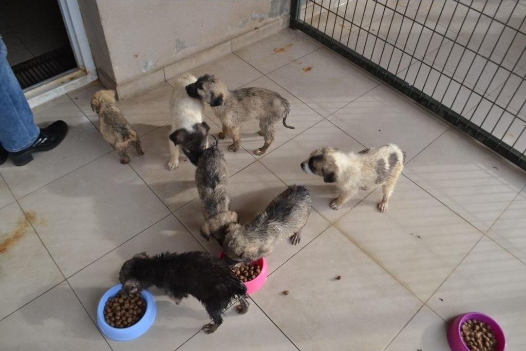 Ortaokul &Ouml;ğrencileri Can Dostları Unutmadı