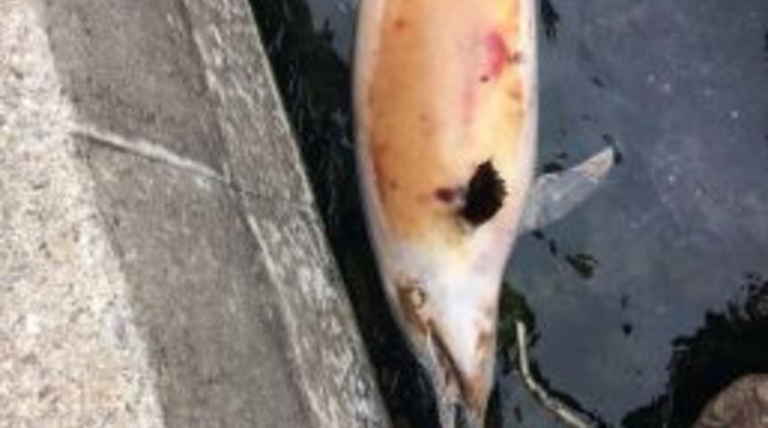 Liman İ&ccedil;inde &Ouml;l&uuml; Yunus Başlığı Bulundu