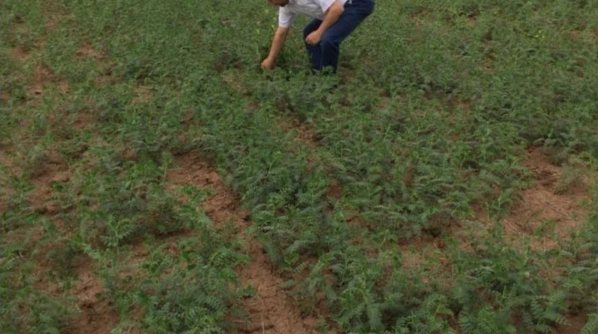 Yozgat&rsquo;ta Nohut Tarlalarında Koruyucu İla&ccedil;lama &Ccedil;alışması Başladı