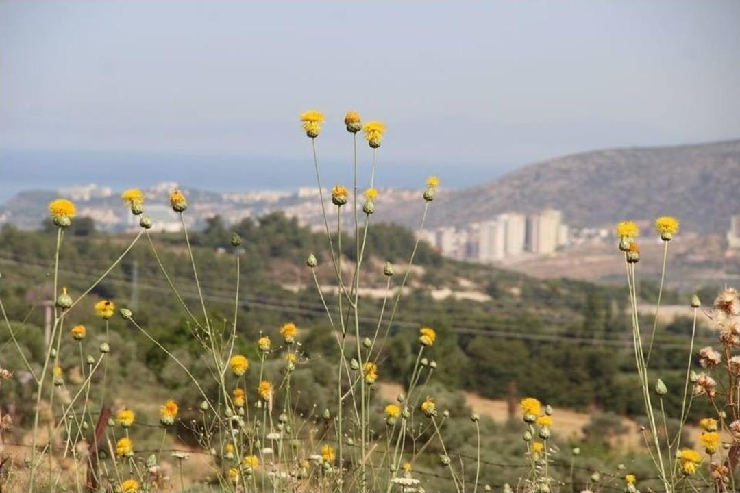 Kuşadası T&uuml;ll&uuml;şahı&rsquo;nın Korunması İ&ccedil;in &Ccedil;alıştay D&uuml;zenlendi