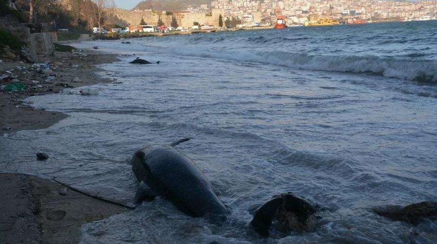 Sinop&rsquo;ta Kıyıya Vuran Yunus Sayısı 32 Oldu