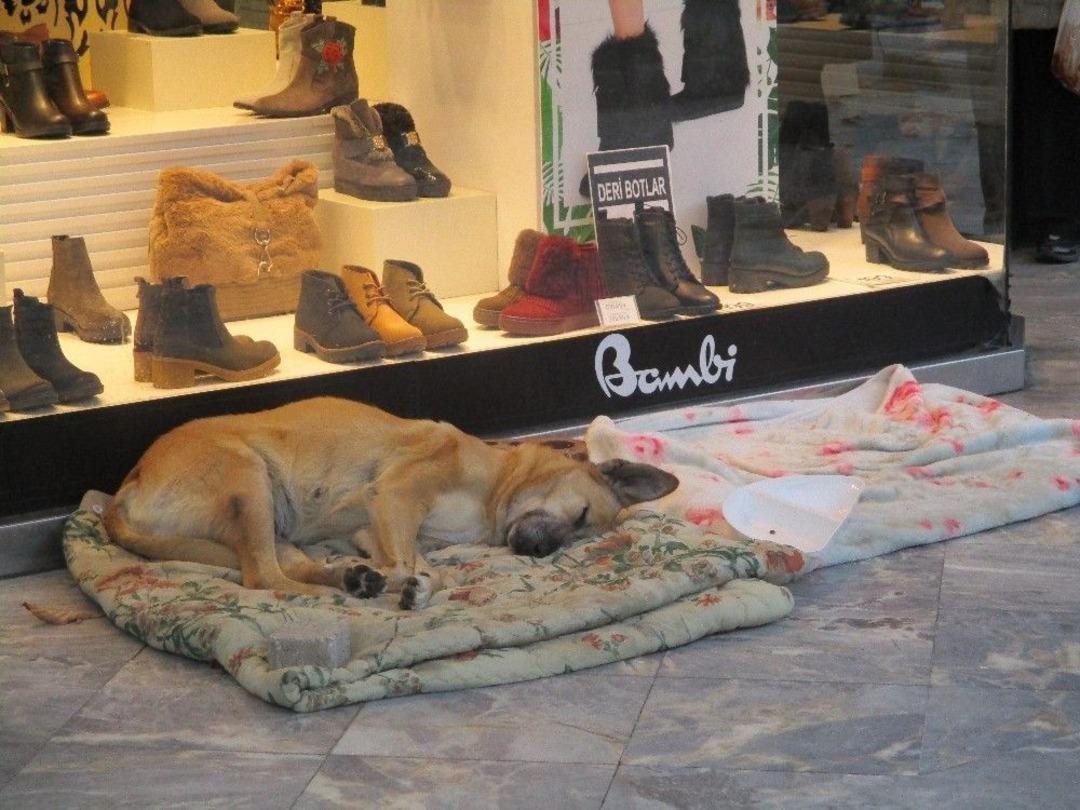 (&ouml;zel Haber) &Uuml;ş&uuml;yen Sokak Hayvanları İ&ccedil;in Battaniye Serdiler