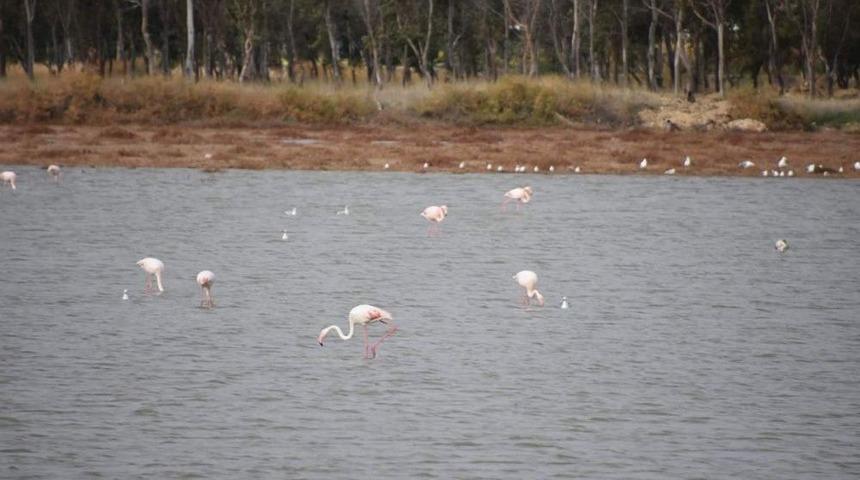Flamingolar, Aliağa Kuş Cennetini Renklenirdi
