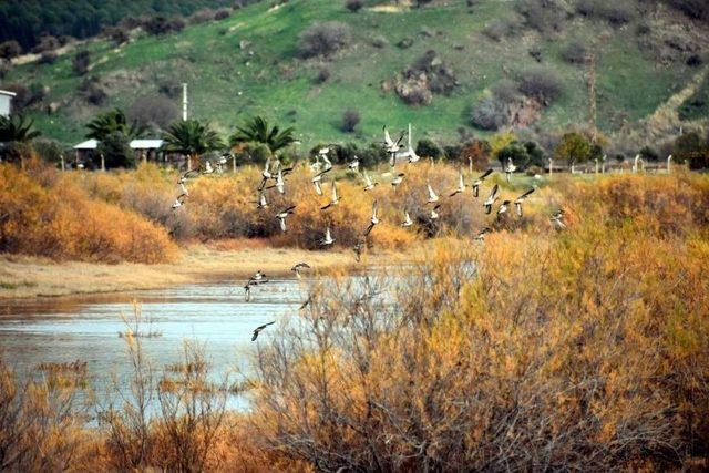 Flamingolar, Aliağa Kuş Cennetini Renklenirdi