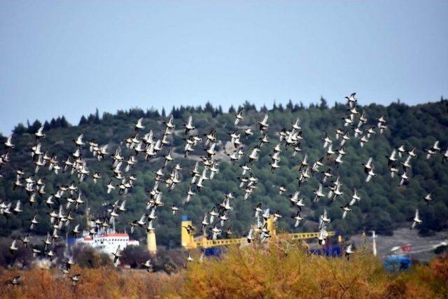 Flamingolar, Aliağa Kuş Cennetini Renklenirdi