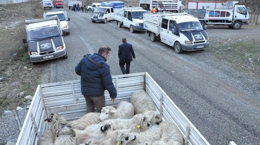 G&uuml;m&uuml;şhane&rsquo;de Gen&ccedil; &Ccedil;ift&ccedil;ilere K&uuml;&ccedil;&uuml;kbaş Hayvanları Dağıtıldı