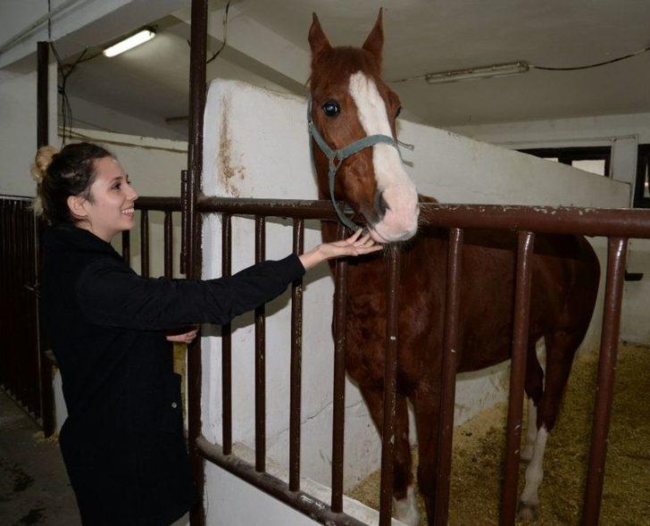 (özel Haber) Üniversiteli Kızlar, Ojeli Ellerle Atlara Nal Çakıyor G5