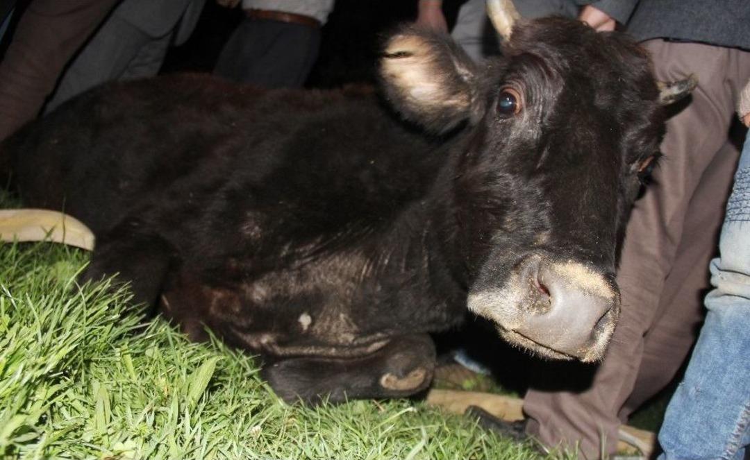 5 Metrelik İstinat Duvarından D&uuml;şen İnek Vin&ccedil;le Kurtarıldı