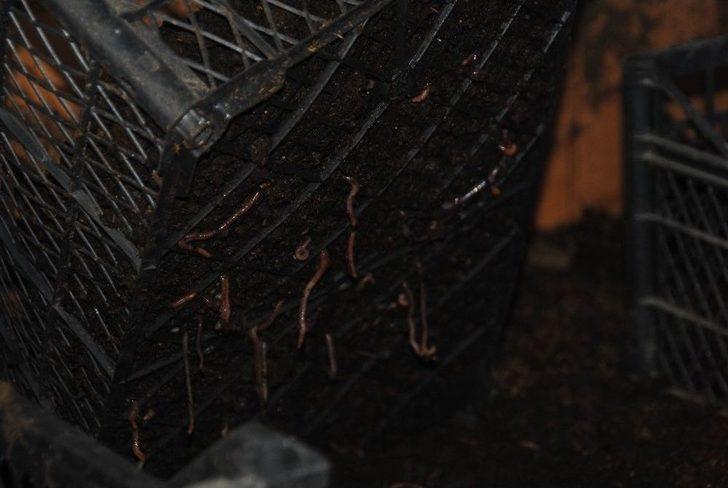 Aydın’da Solucan Çiftliği G3