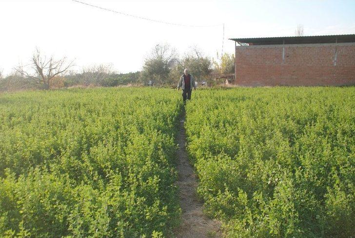 Aydın’da Solucan Çiftliği G4