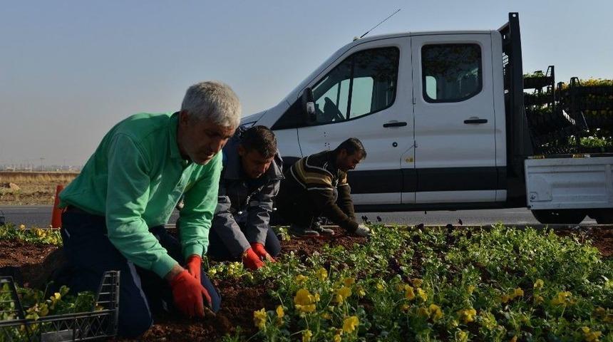 1 Milyon 500 Bin Kışlık Mevsimlik &Ccedil;i&ccedil;ek Dikiliyor