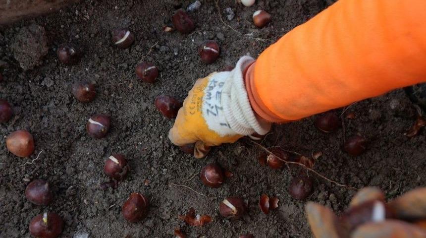 Sincan Baharda Laleler İle Renklenecek