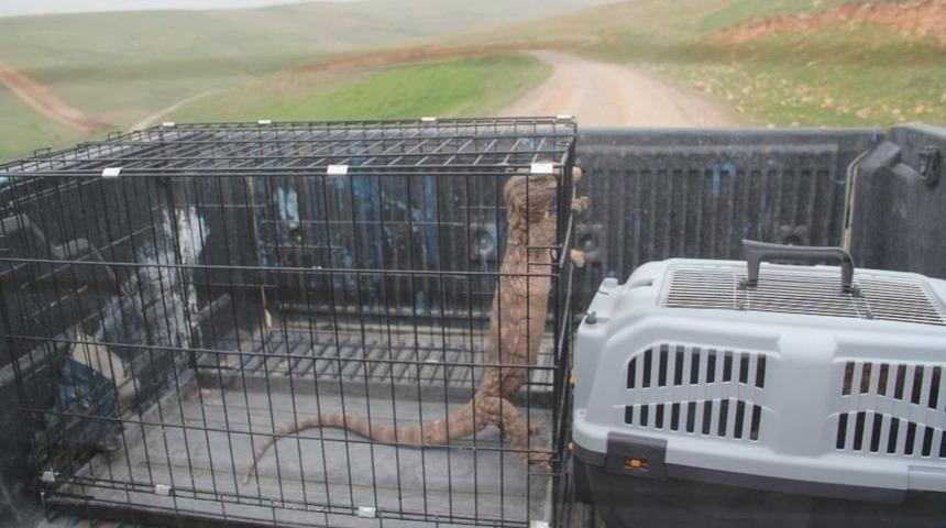 Cizre&rsquo;de Bulunan T&uuml;rkiye&rsquo;nin En B&uuml;y&uuml;k S&uuml;r&uuml;ngeni &Ouml;zg&uuml;rl&uuml;ğ&uuml;ne Kavuştu