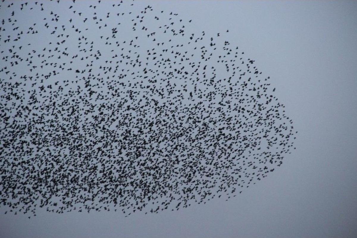 G&uuml;n Batımında Sığırcıkların Dansı B&uuml;y&uuml;ledi