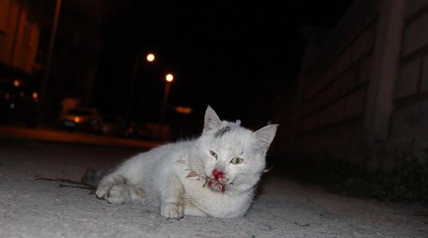 Vicdansız S&uuml;r&uuml;c&uuml; Kediye &Ccedil;arpıp Ka&ccedil;tı