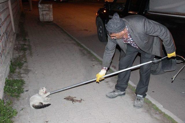 Vicdansız S&uuml;r&uuml;c&uuml; Kediye &Ccedil;arpıp Ka&ccedil;tı 1