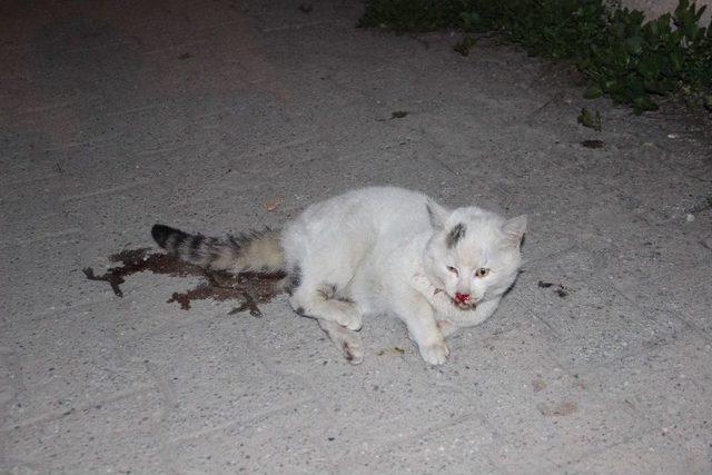 Vicdansız S&uuml;r&uuml;c&uuml; Kediye &Ccedil;arpıp Ka&ccedil;tı 3